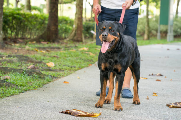 istock Taking pet dog for a walk in the park. 1423217692