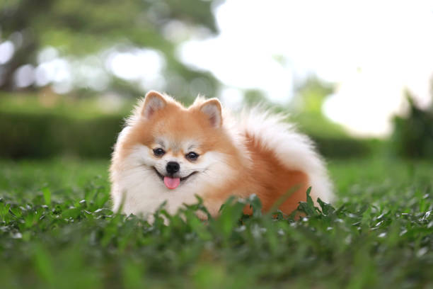 istock Pomeranian dog resting on grass field close up 1423218431