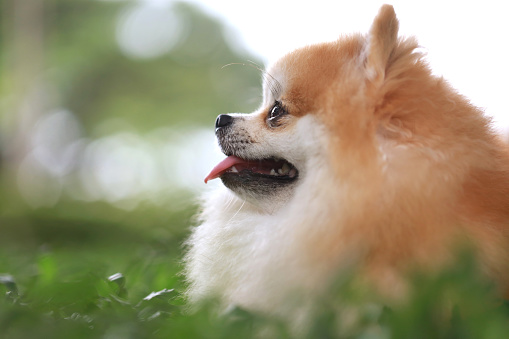 Pomeranian dog resting on grass field close up
