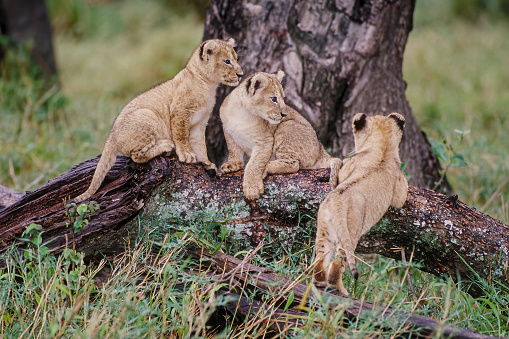 The African lion (Panthera leo) is one of the four big cats in the genus Panthera and a member of the family Felidae. Young cubs in the Masai Mara National Reserve, Kenya.