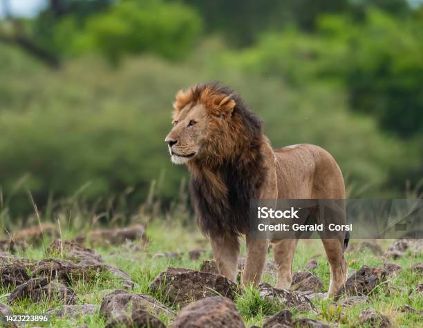 The Lion Is One Of The Four Big Cats In The Genus Panthera And A Member Of The Family Felidae Male Masai Mara National Reserve Kenya Stock Photo - Download Image Now