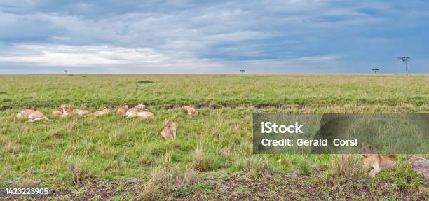 The African Lion Is One Of The Five Big Cats In The Genus Panthera Masai Mara National Reserve Kenya A Large Group Of Young African Lions Laying In The Grass Stock Photo - Download Image Now