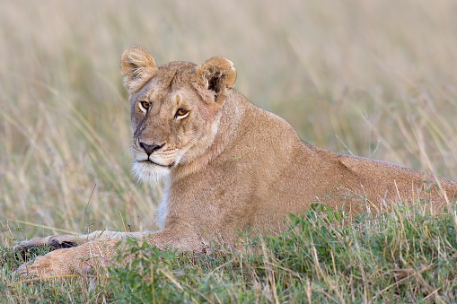 The African lion (Panthera leo) is one of the five big cats in the genus Panthera. Masai Mara National Reserve, Kenya. Female animal.