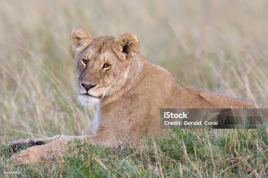 The African lion (Panthera leo) is one of the five big cats in the genus Panthera. Masai Mara National Reserve, Kenya. Female animal. Animal Wildlife Stock Photo