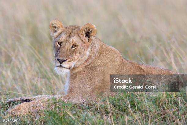 The African Lion Is One Of The Five Big Cats In The Genus Panthera Masai Mara National Reserve Kenya Female Animal Stock Photo - Download Image Now