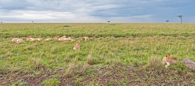 The African lion (Panthera leo) is one of the five big cats in the genus Panthera. Masai Mara National Reserve, Kenya. A large group of young African Lions laying in the grass.
