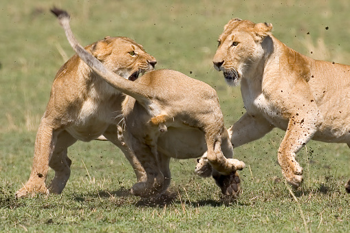 The African lion (Panthera leo) is one of the five big cats in the genus Panthera. Masai Mara National Reserve, Kenya. Female animals fighting a strange animal coming to pride.