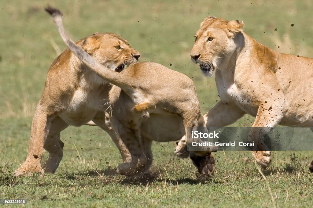 The African lion (Panthera leo) is one of the five big cats in the genus Panthera. Masai Mara National Reserve, Kenya. Female animals fighting a strange animal coming to pride. Lioness - Feline Stock Photo