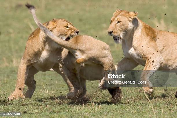 The African Lion Is One Of The Five Big Cats In The Genus Panthera Masai Mara National Reserve Kenya Female Animals Fighting A Strange Animal Coming To Pride Stock Photo - Download Image Now