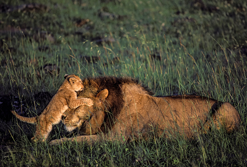 The lion (Panthera leo) is one of the four big cats in the genus Panthera and a member of the family Felidae. A large male African lion playing with very young cubs. Masai Mara National Reserve, Kenya.