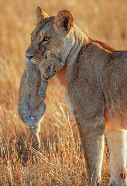 African lion and cub being held in the mouth to be carried. Panthera leo. Masai Mara National Reserve, Kenya. stock photo