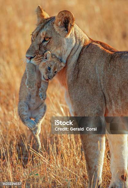 African Lion And Cub Being Held In The Mouth To Be Carried Panthera Leo Masai Mara National Reserve Kenya Stock Photo - Download Image Now