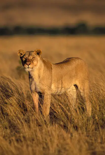 Photo of The African lion (Panthera leo) is one of the five big cats in the genus Panthera. Masai Mara National Reserve, Kenya. Female animal.