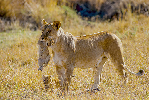 African lion and cub being held in the mouth to be carried. Panthera leo. Masai Mara National Reserve, Kenya.