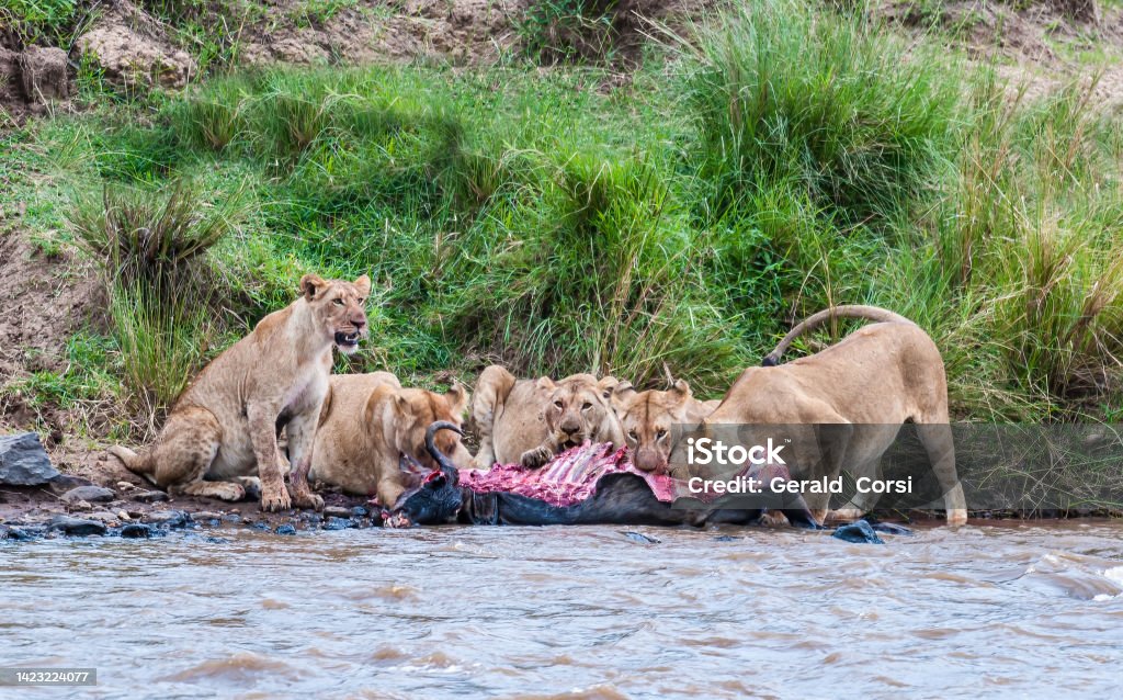 The African lion (Panthera leo) is one of the five big cats in the genus Panthera. Masai Mara National Reserve, Kenya. Female animals eating from a dead wildebeest by the Mara River. Feeding Stock Photo