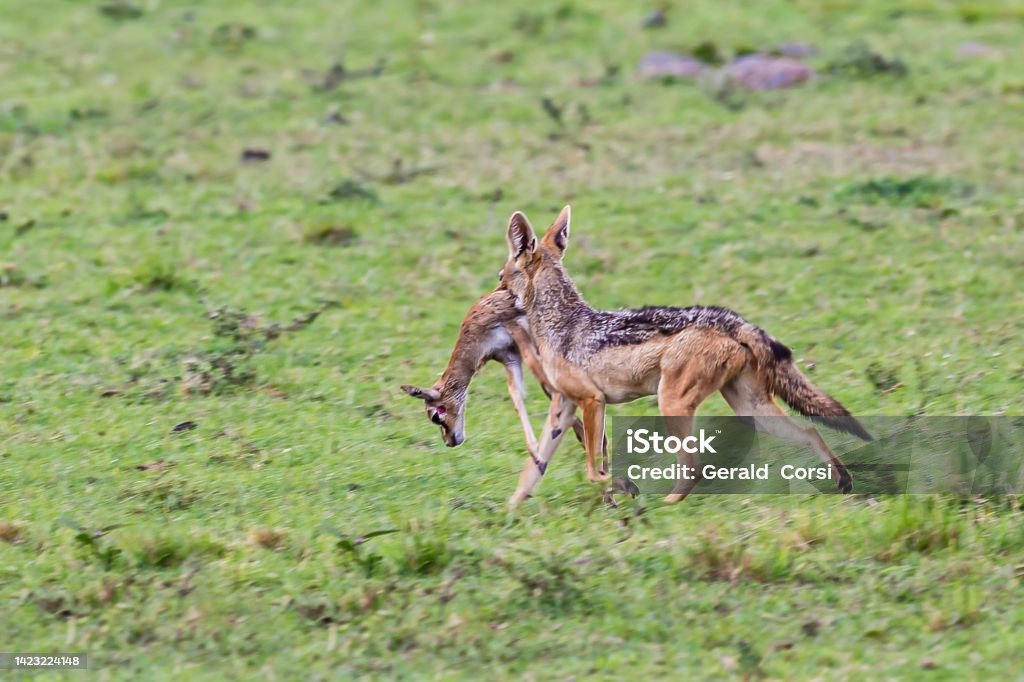 The black-backed jackal (Canis mesomelas), also known as the silver-backed or red jackal, is a species of jackal. Masai Mara National Reserve, Kenya. Hunting and capturing a young Thomson's gazelle. Animal Wildlife Stock Photo