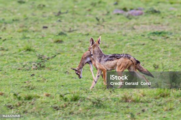 The Blackbacked Jackal Also Known As The Silverbacked Or Red Jackal Is A Species Of Jackal Masai Mara National Reserve Kenya Hunting And Capturing A Young Thomsons Gazelle Stock Photo - Download Image Now