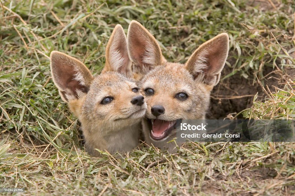 The black-backed jackal (Canis mesomelas or Lupulella mesomelas), also known as the silver-backed or red jackal, is a species of jackal. Masai Mara National Reserve, Kenya. Several young Jackal pups at a den site. East African black-backed jackal. Animal Stock Photo