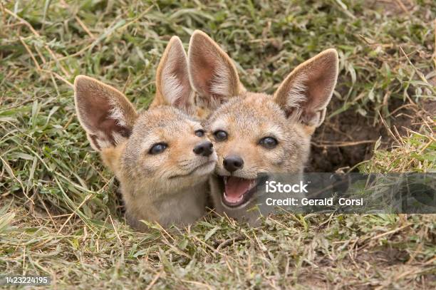 The Blackbacked Jackal Also Known As The Silverbacked Or Red Jackal Is A Species Of Jackal Masai Mara National Reserve Kenya Several Young Jackal Pups At A Den Site East African Blackbacked Jackal Stock Photo - Download Image Now