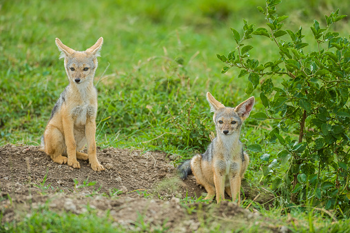 The black-backed jackal (Canis mesomelas or Lupulella mesomelas), also known as the silver-backed or red jackal, is a species of jackal. Masai Mara National Reserve, Kenya. Several young Jackal pups at a den site. East African black-backed jackal.