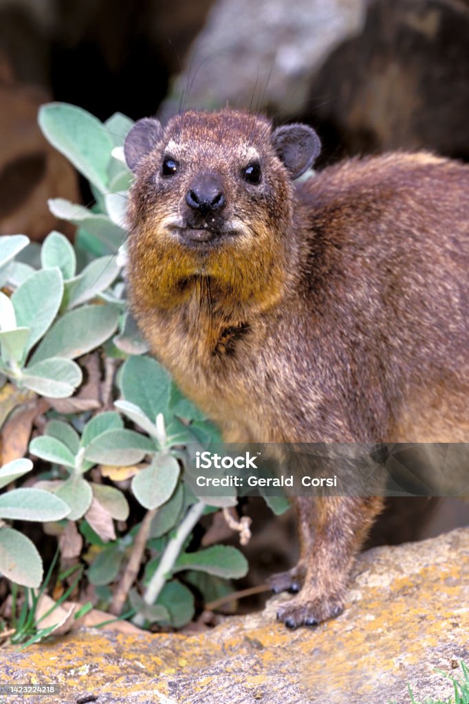 The rock hyrax, Procavia capensis, also called dassie, Cape hyrax, rock rabbit, and coney, is a medium-sized terrestrial mammal native to Africa. Masai Mara National Reserve, Kenya. Animal Wildlife Stock Photo