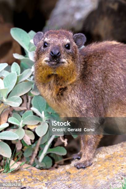 The Rock Hyrax Procavia Capensis Also Called Dassie Cape Hyrax Rock Rabbit And Coney Is A Mediumsized Terrestrial Mammal Native To Africa Masai Mara National Reserve Kenya Stock Photo - Download Image Now