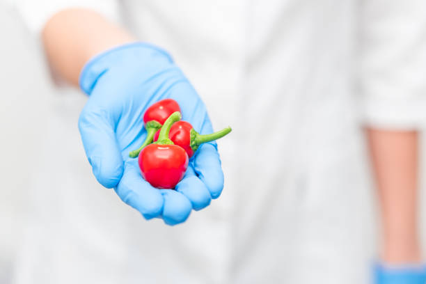 istock doctor holds in his hands a red chili peppers 1423224567