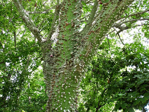 Silk Floss Tree  - The cotton inside the capsules has been used as stuffing. The wood can be used to make canoes, as wood pulp, and to make paper. The bark has been used to make ropes. From the seeds it is possible to obtain vegetable oil (both edible and industrially useful).