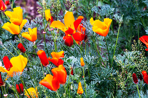 yellow flower called Eschscholzia californica or California poppies grows in the garden among the greenery