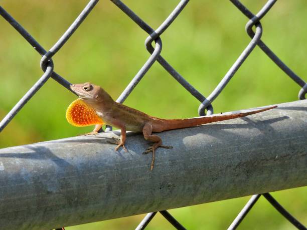 istock Brown Anole (Anolis sagrei) resting on a fence with extended dewlap 1423237422