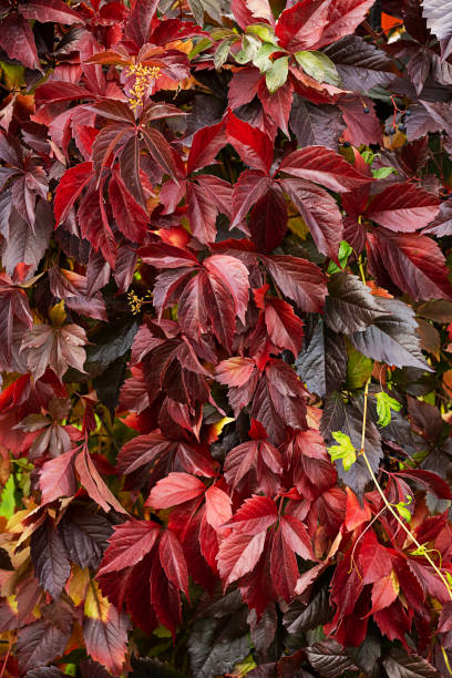 istock Colourful fall leaves growing on a wall. Leaves In Autumn 1423238995