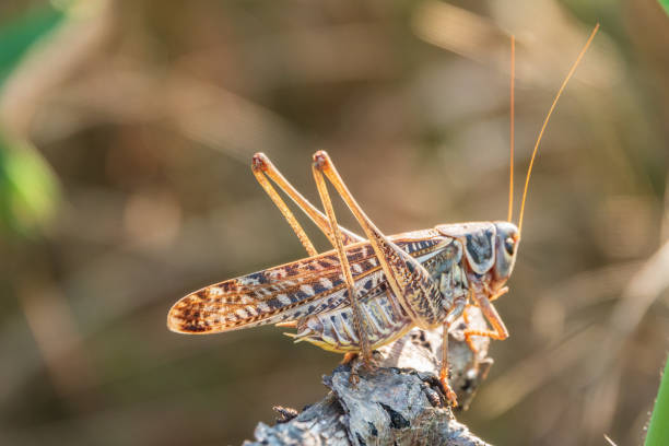 istock A large brown locust, Locusta migratoria, with a pattern on its body sits on branch among green vegetation in a summer garden. 1423239767