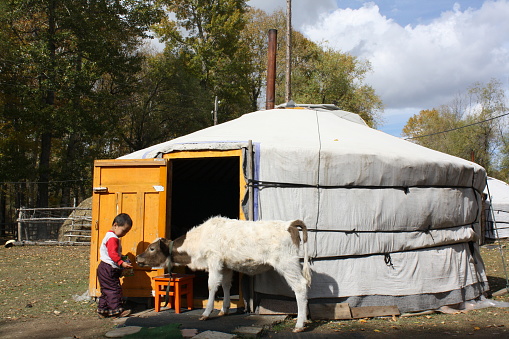A boy feeds a calf in front of the nomadic ger (tent), Tuv, Mongolia.