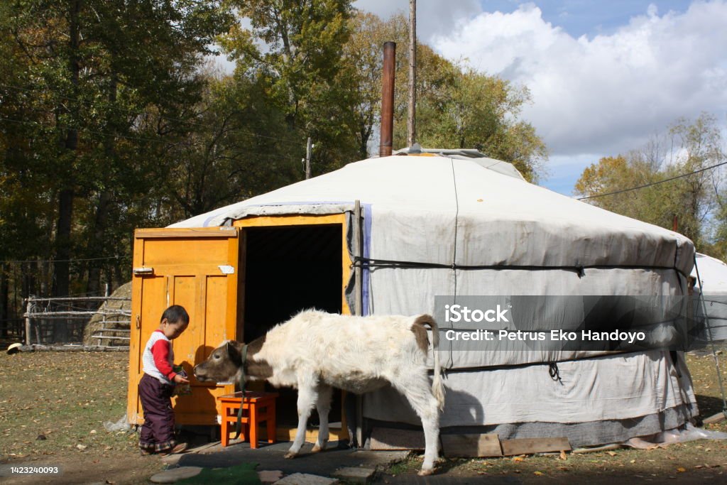 A boy feeds a calf in front of the nomadic ger (tent), Tuv, Mongolia. A boy feeds a calf in front of the nomadic ger (tent), Terej National Park, Tuv province, Mongolia. A Mongol ger is a nomadic tent, which is moveable to carry along when the nomadic families move out to another nomadic location. Independent Mongolia Stock Photo