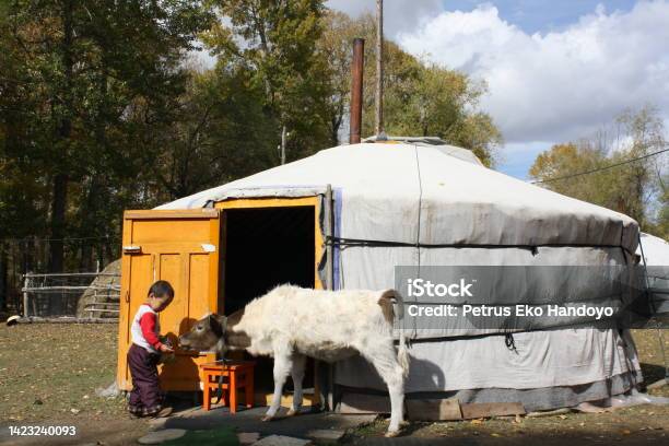 A Boy Feeds A Calf In Front Of The Nomadic Ger Tuv Mongolia Stock Photo - Download Image Now
