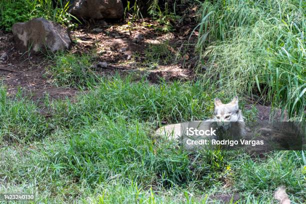 Canis Lupus Mexican Gray Wolf At The Zoo Behind A Mesh Containing It Mexico Stock Photo - Download Image Now