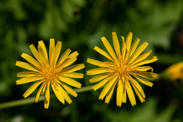flowers captured in Bohinj valley Slovenia