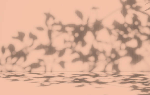 istock Background Studio Room Autumn with Wall Shadow Leaves Plant 1423245862