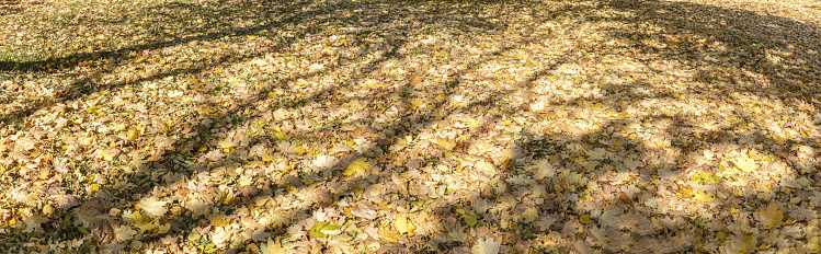 fallen dry leaves on the ground. sunlight and trees shadows. autumn park in sunny day.
