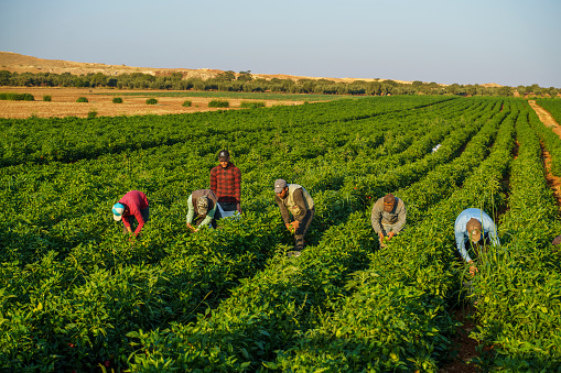 Gaziantep, Turkey - August 19, 2022: Seasonal workers working in the farm and harvesting green peppers near Gaziantep, Turkiye