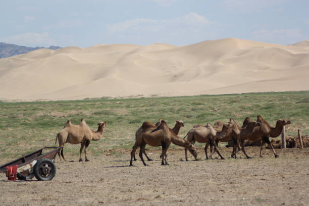 istock Mongolian bactrian camels with the windy sand dunes in background, Gobi Desert, Mongolia. 1423247633