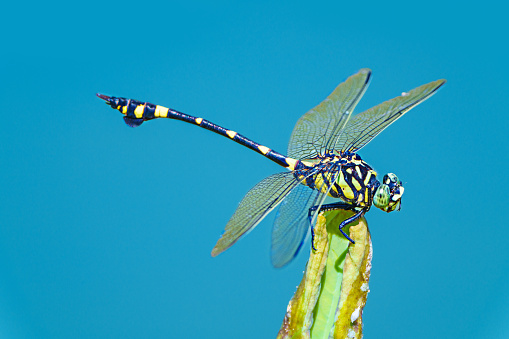 Dragonfly rests on dry branch.