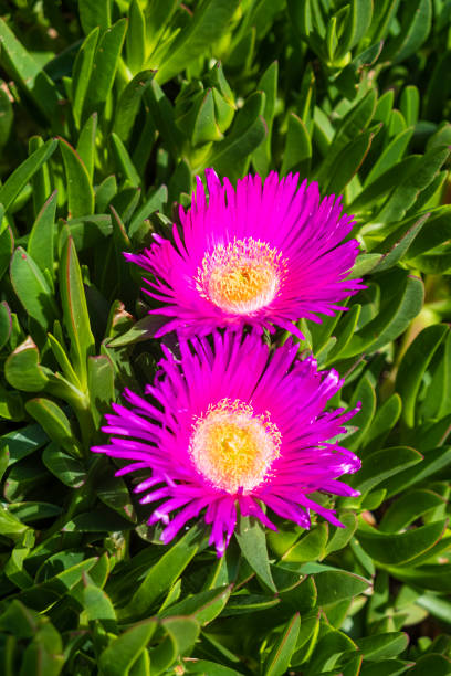 Carpobrotus edulis (commonly known as hottentot-fig, sour fig, ice plant), a ground-creeping plant with succulent leaves native to South Africa