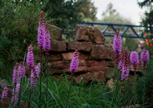 Liatris is a genus of flowering perennial herbaceous plants of the Asteraceae family.