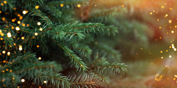 istock Christmas tree branches with a garland with sunlight 1423256142