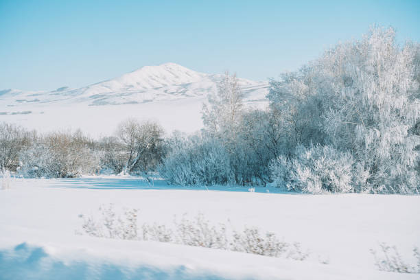 istock Snow field in front of forest and mountains 1423256691