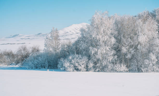 istock Snow field in front of forest and mountains 1423256697