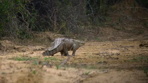 Photo of Monster mugger crocodile on the move, searching for a new waterhole in the dry season at Yala national park.