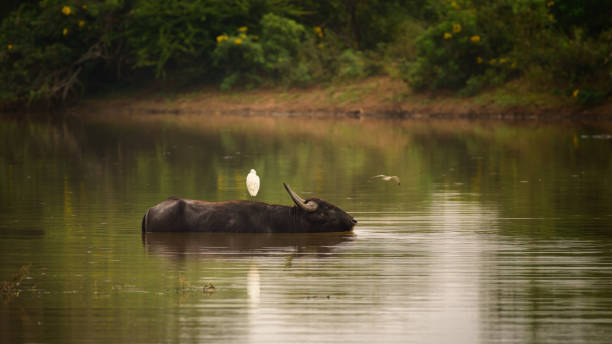 bufalo d'acqua selvatico e garzetta bianca, garzetta in piedi sul dorso del bufalo selvatico. bufalo che si rinfresca nel lago la sera al parco nazionale di yala. - buffalo bayou foto e immagini stock