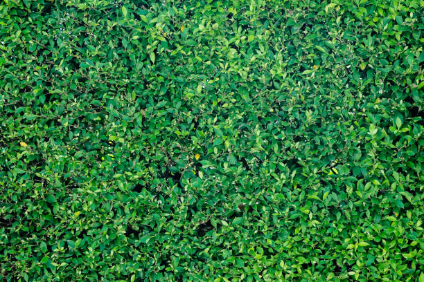 fondo de pared y hojas de árboles verdes y amarillos, natural, jardín, - arrepollado de las hojas fotografías e imágenes de stock